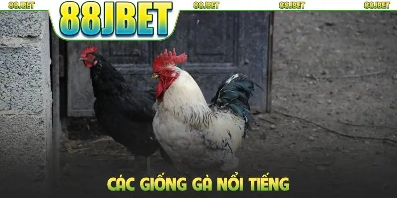 Các giống gà nổi tiếng