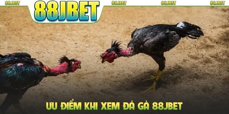 Ưu điểm khi xem đá gà 88JBET
